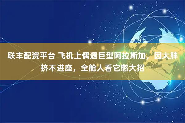 联丰配资平台 飞机上偶遇巨型阿拉斯加，因太胖挤不进座，全舱人看它憋大招